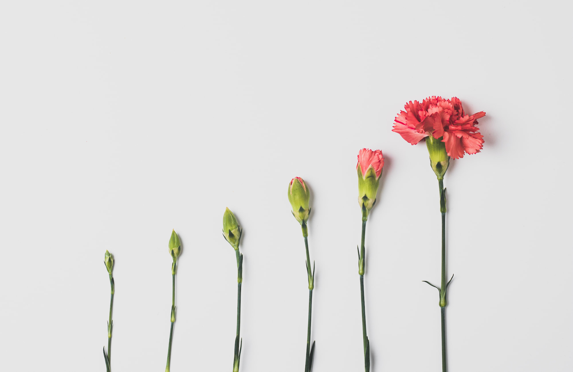 Flowers as a graph Flowers as a graph
